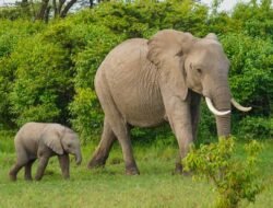 Elephants in a Sri Lankan dump are dying from eating plastic rubbish.