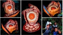 Indonesia Pimpin Penelitian Rafflesia Langka Bersama Oxford dan BRIN