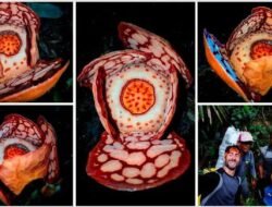 Indonesia Pimpin Penelitian Rafflesia Langka Bersama Oxford dan BRIN