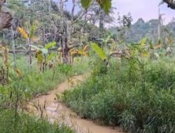 Banjir Lumpur Resahkan Petani di Tanah Merah Samarinda, Ratusan Tanaman Mengering
