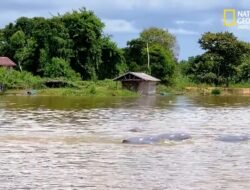 KLHK Selidiki Dugaan Dampak Tambang Batubara Usai Dua Pesut Mahakam Mati di Sungai Mahakam