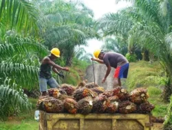 Harga Sawit Petani Kaltim Turun Awal Desember 2026, Dipicu Merosotnya Harga CPO dan Kernel